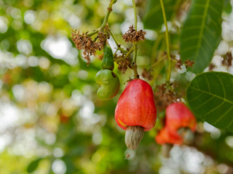 Can You Eat Cashew Fruit