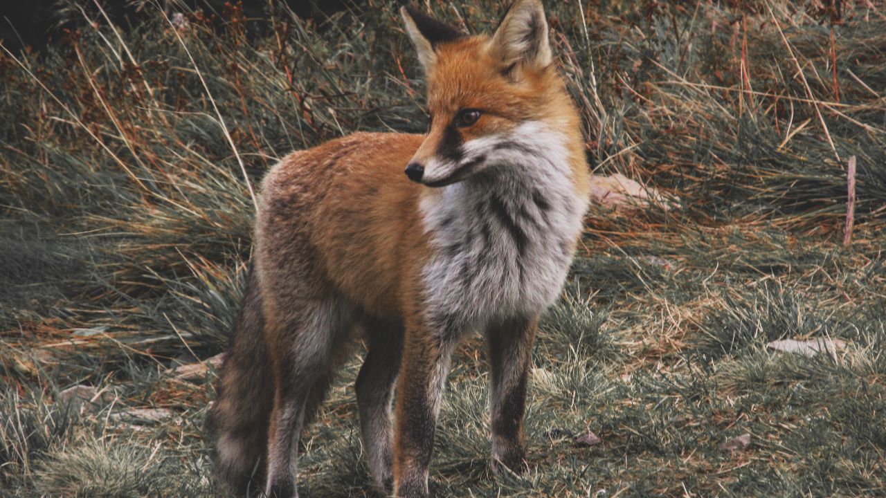 Can You Eat Fox? A Comprehensive Guide to Fox Meat