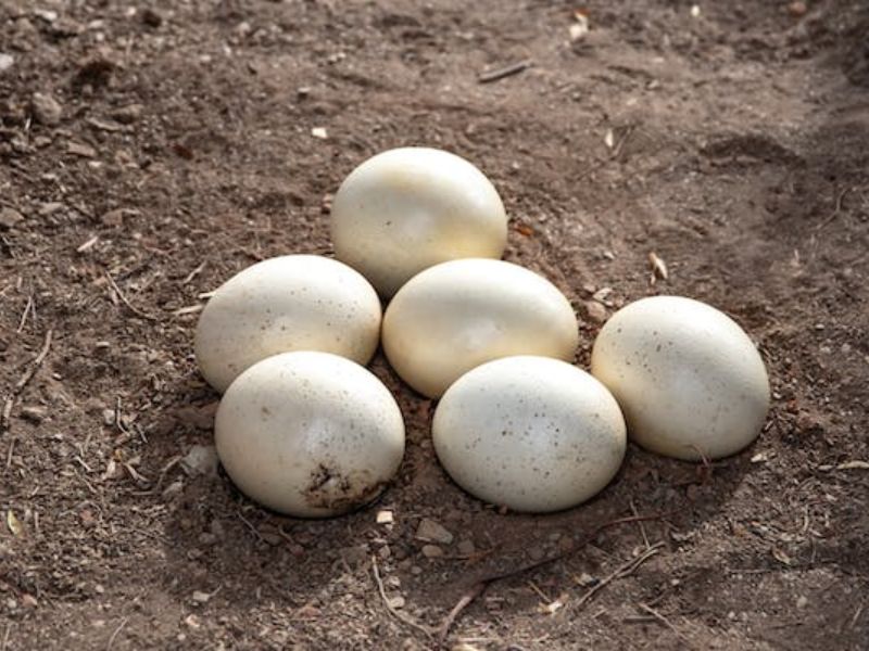 Can You Eat Ostrich Eggs? What Does It Taste Like?