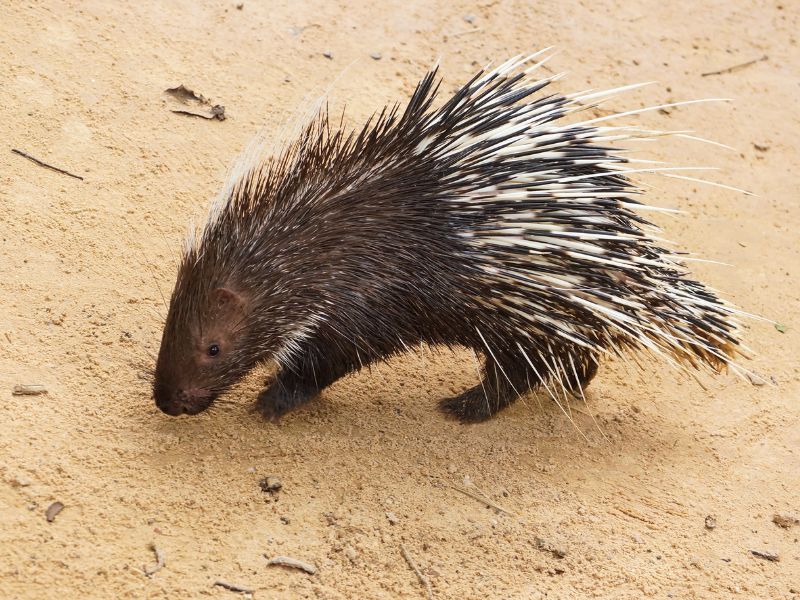 Can You Eat Porcupine? What Does It Taste Like?