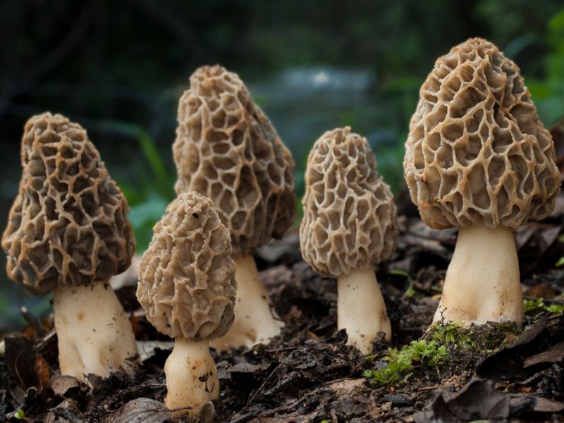 Can You Freeze Morel Mushrooms